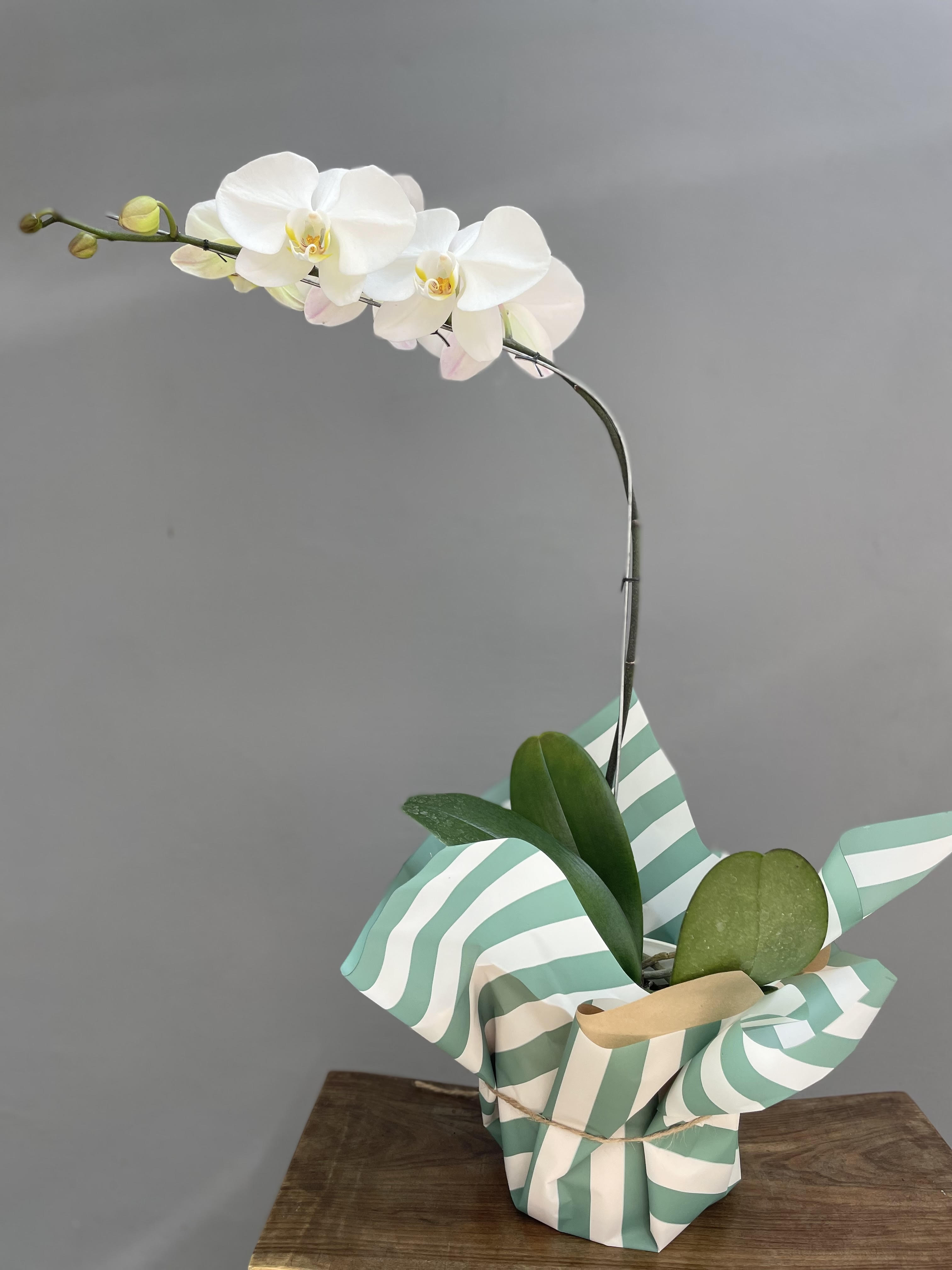 Orquidea Blanca